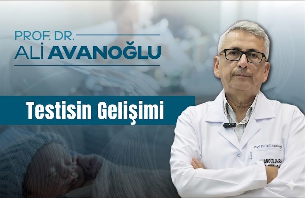 Testisin gelişimi ve inmemiş testis oluşumu